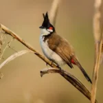 Chào Mào Thường (Pycnonotus jocosus)