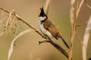 Chào Mào Thường (Pycnonotus jocosus)