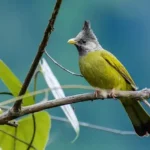 Chào mào xanh, có tên khoa học là Spizixos canifrons, là một thành viên nổi bật trong họ chim Chào mào.