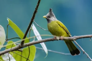 Chào mào xanh, có tên khoa học là Spizixos canifrons, là một thành viên nổi bật trong họ chim Chào mào.