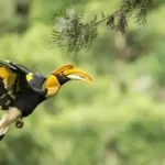 Chim hồng hoàng, tên khoa học là Buceros bicornis thuộc họ Bucerotidae