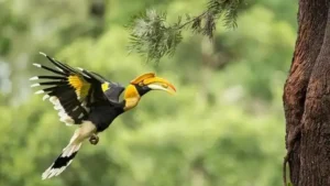 Chim hồng hoàng, tên khoa học là Buceros bicornis thuộc họ Bucerotidae