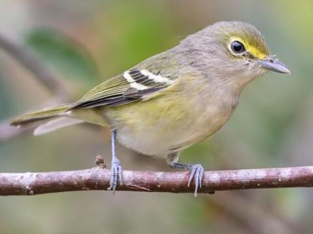 Chim khuyên cũng cần môi trường yên tĩnh và ít sự xáo trộn để chúng cảm thấy an toàn và thoải mái