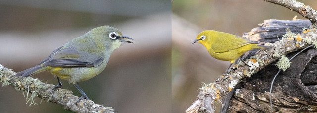 Chim khuyên trống thường có bộ lông tươi sáng, rực rỡ hơn so với chim mái
