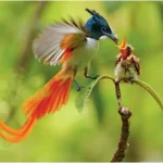Chim thiên đường chủ yếu ăn các loại quả mọng, hoa, côn trùng, sâu bọ và một số loài động vật nhỏ khác.