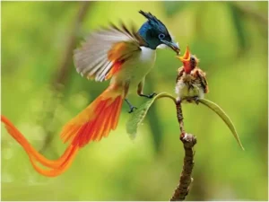 Chim thiên đường chủ yếu ăn các loại quả mọng, hoa, côn trùng, sâu bọ và một số loài động vật nhỏ khác.