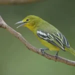 Chim trống lớn và mạnh mẽ hơn chim mái, với vóc dáng đầy đặn hơn