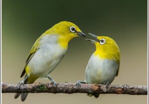 Chim trống thường có cơ thể to hơn, cánh dài hơn và chiếc đuôi to hơn chim mái