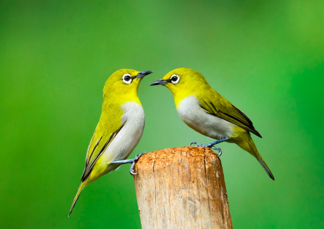 Chim trống và mái sẽ phối hợp với nhau để làm tổ và chăm sóc trứng.