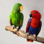 Eclectus nổi tiếng với tính cách hiền hòa và có tính xã hội cao