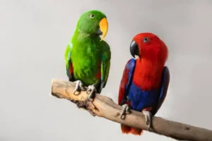 Eclectus nổi tiếng với tính cách hiền hòa và có tính xã hội cao