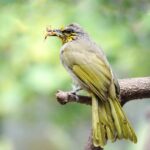 Hoành hoạch cần không gian sống rộng rãi, thoáng mát và nhiều cây xanh.