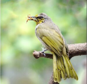Hoành hoạch cần không gian sống rộng rãi, thoáng mát và nhiều cây xanh.