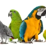 Khám Phá Các Loại Vẹt Được Yêu Thích Nhất - Vẻ Ngoài Tuyệt Đẹp và Cực Thông Minh