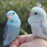 Parrotlet rất thích ăn trái cây tươi và rau xanh