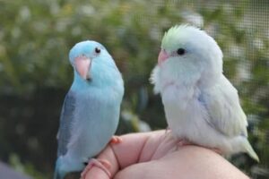 Parrotlet rất thích ăn trái cây tươi và rau xanh