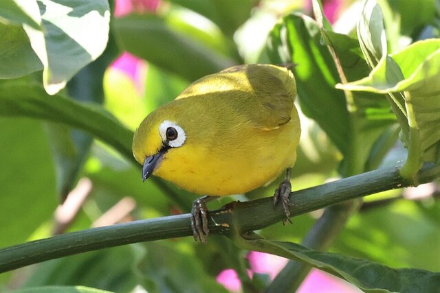 Tất Tần Tật Về Cách Phân Biệt Chim Khuyên Trống Mái: Bí Kíp Dễ Dàng Bạn Không Thể Bỏ Qua!