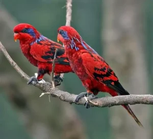Vẹt Lory chủ yếu sống ở các khu rừng nhiệt đới và vùng đất có khí hậu ấm áp