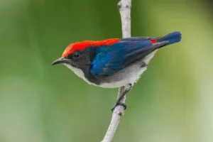 Việt Nam không chỉ là nơi sinh sống của những loài chim sâu phổ biến mà còn là nơi cư trú của một số loài chim sâu quý hiếm