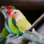 Với vẻ ngoài xinh xắn, tính cách thân thiện và dễ nuôi, vẹt Lovebird chắc chắn sẽ là một người bạn đồng hành tuyệt vời trong gia đình bạn