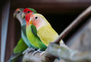 Với vẻ ngoài xinh xắn, tính cách thân thiện và dễ nuôi, vẹt Lovebird chắc chắn sẽ là một người bạn đồng hành tuyệt vời trong gia đình bạn