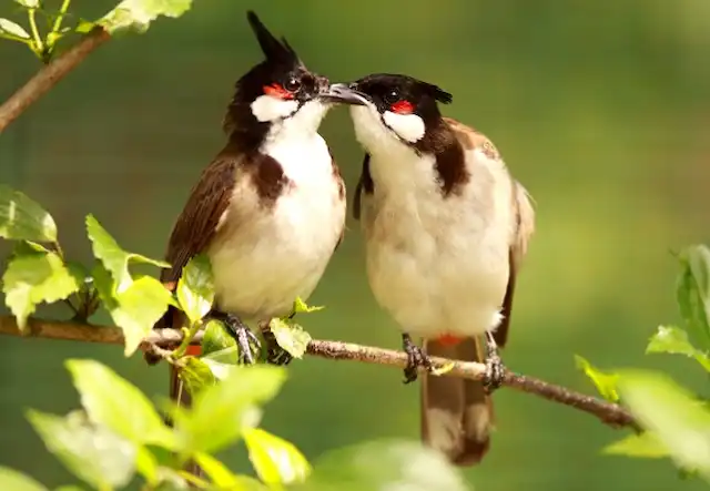 Chim Bổi Và Văn Hóa Dân Gian