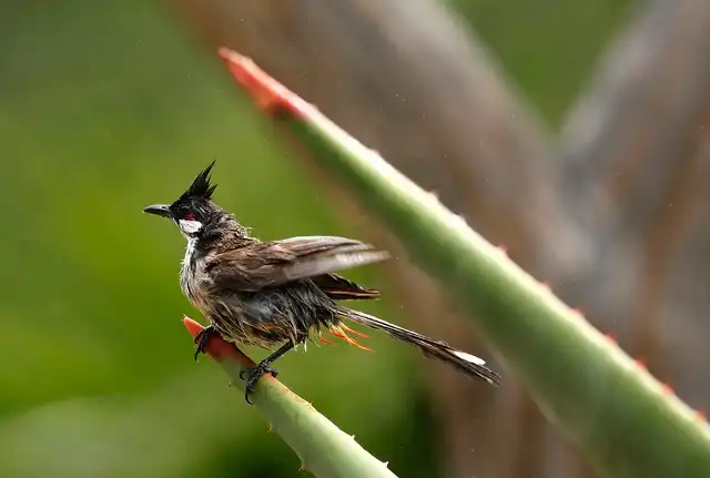Cách Chăm Sóc Chim Bổi