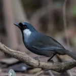 Cách Chăm Sóc Chim Khướu Mun