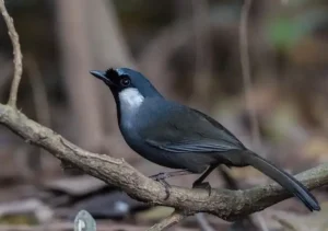 Cách Chăm Sóc Chim Khướu Mun
