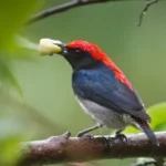 Cách Chăm Sóc Chim Ốc Mít