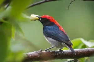 Cách Chăm Sóc Chim Ốc Mít