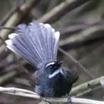 Cách Chăm Sóc Chim Rẻ Quạt