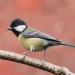 Đặc Điểm Của Chim Sẻ Đá