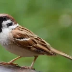 Đặc Điểm Của Chim Sẻ