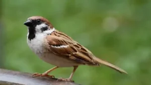 Đặc Điểm Của Chim Sẻ