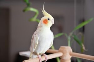 Sinh sản và nhân giống vẹt