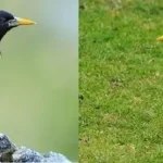Đặc Điểm Của Sáo Nâu Và Sáo Đen