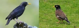 Đặc Điểm Của Sáo Nâu Và Sáo Đen