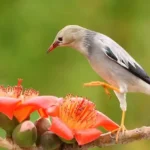 Các Loại Sáo Đá Phổ Biến