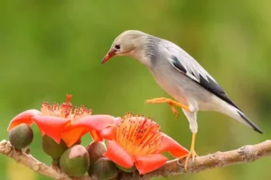 Các Loại Sáo Đá Phổ Biến