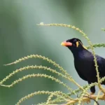 Lý Do Nên Nuôi Sáo Nghệ