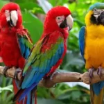 Vẹt Macaw giá bao nhiêu? Các yếu tố ảnh hưởng đến giá