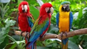 Vẹt Macaw giá bao nhiêu? Các yếu tố ảnh hưởng đến giá